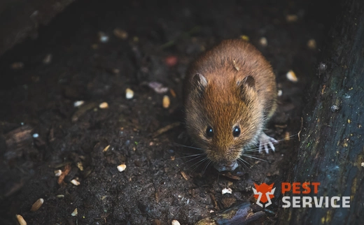 Дератизация в Берёзовском